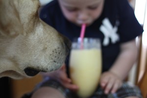 Dog and Smoothie